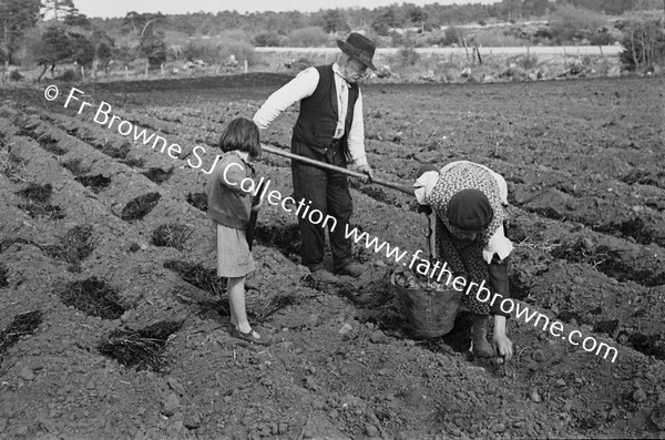 SOWING POTATOES